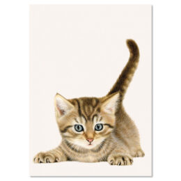 Franciens katten wenskaart TABBY KITTEN