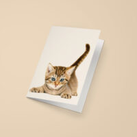 Franciens katten wenskaart TABBY KITTEN