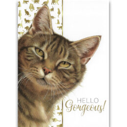 Franciens Katten wenskaart HELLO GORGEOUS